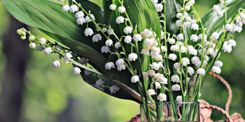 Pourquoi le muguet le 1er mai ?  mais d'oÃ¹ vient cette tradition ?